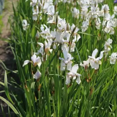 Ирис АЛЬБА сибирский в Слуцке