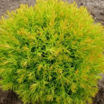 Туя АННИЕК западная в Слуцке