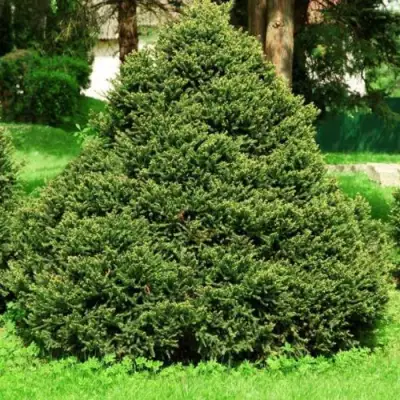 Ель ОЛЕНДОРФИ обыкновенная в Слуцке