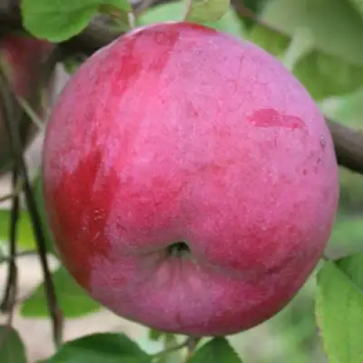 Яблоня БРЯНСКОЕ РОЗОВОЕ в Слуцке