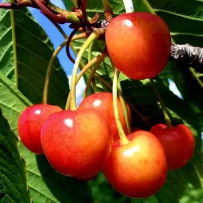 Черешня ФАТЕЖ в Слуцке