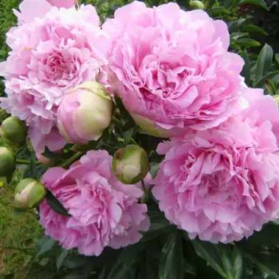 Пион ДИННЕР ПЛЕЙТ травянистый в Слуцке