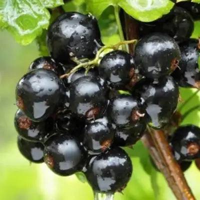 Смородина черная БЫЛИННАЯ (ВЕРНОСТЬ) в Слуцке