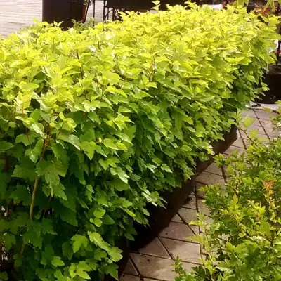 Комплект АНГЕЛ ГОЛД в Слуцке