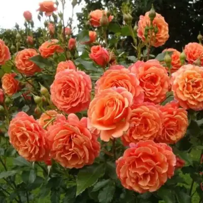 Роза БЕЛЬВЕДЕР шраб в Слуцке