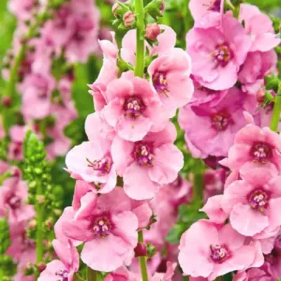 Коровяк ПИНК ДОМИНО гибридный (вербаскум) в Слуцке