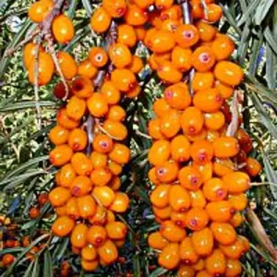 Облепиха СУДАРУШКА в Слуцке