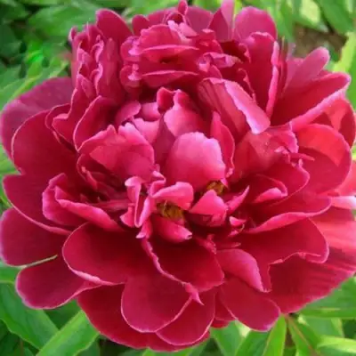 Пион КИТАЙСКИЙ ШЕЛК травянистый в Слуцке