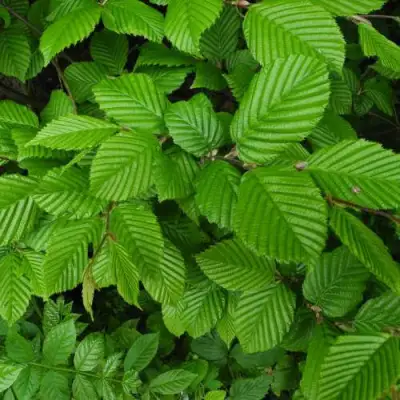 Граб  в Слуцке