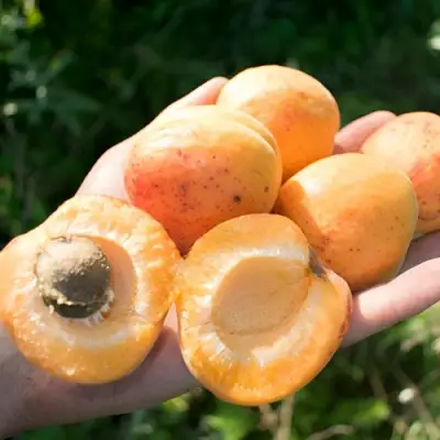 Абрикос ХАРГРАНД в Слуцке