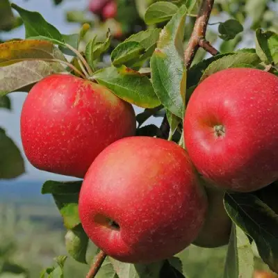 Яблоня ГАЛА МАСТ в Слуцке