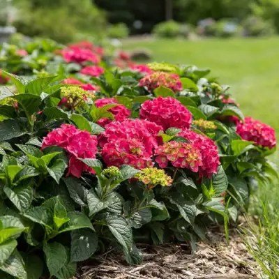 Гортензия ЭНДЛЕСС САММЕР ЛАВ крупнолистная в Слуцке