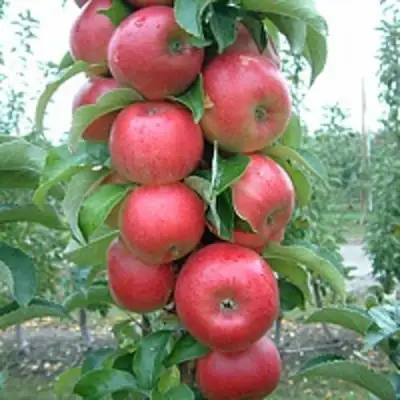 Яблоня АНТЕЙ КИЕВСКИЙ колонновидная в Слуцке