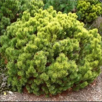 Ель ДАНС ДВАРФ обыкновення в Слуцке