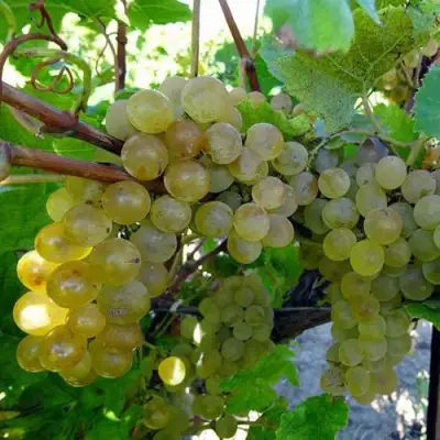 Виноград КРИСТАЛЛ в Слуцке