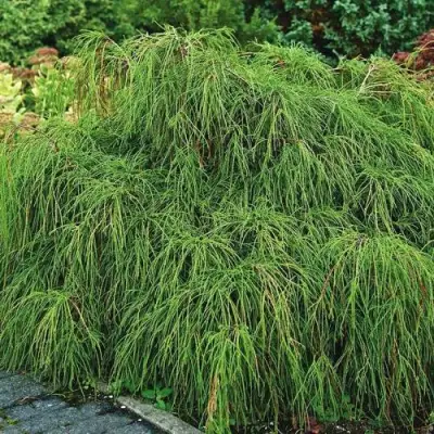 Кипарисовик ФИЛИФЕРА НАНА горохоплодный  в Слуцке