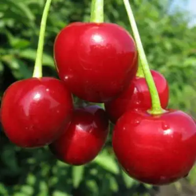 Дюк ПРЕВОСХОДНАЯ ВЕНЬЯМИНОВА в Слуцке