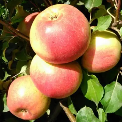 Яблоня ЭМБАССИ в Слуцке