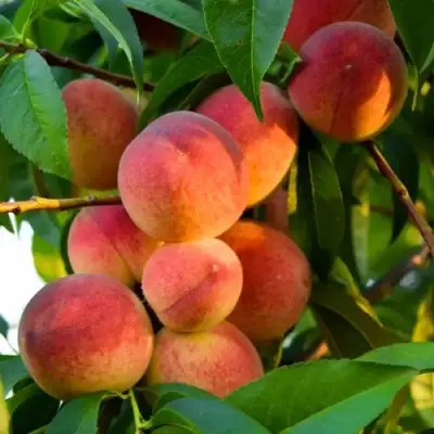 Персик ЗОЛОТОЙ ЮБИЛЕЙ в Слуцке