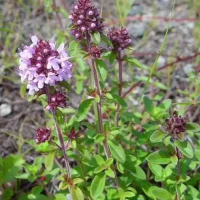 Тимьян яйцевидный в Слуцке