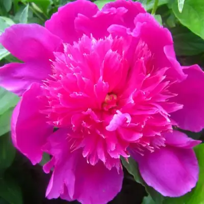 Пион РОЗОВЫЙ БУДДА травянистый в Слуцке