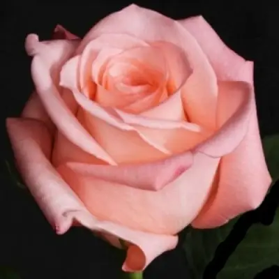 Роза АНГАЖЕМЕНТ чайно-гибридная в Слуцке