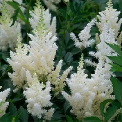 Астильба ХЭППИ ДЕЙ Арендса в Слуцке