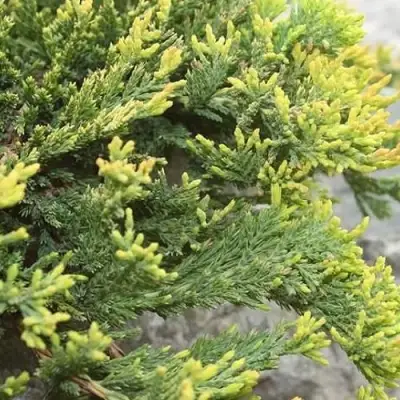 Можжевельник ГОЛДЕН КАРПЕТ горизонтальный  в Слуцке