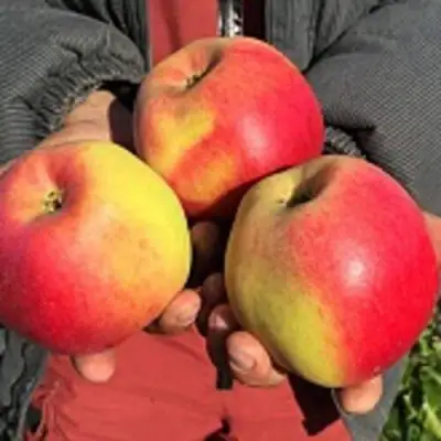 Яблоня СОКОЛОВСКОЕ стелющаяся в Слуцке