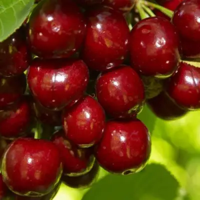 Черешня ВАЛЕРИЙ ЧКАЛОВ в Слуцке