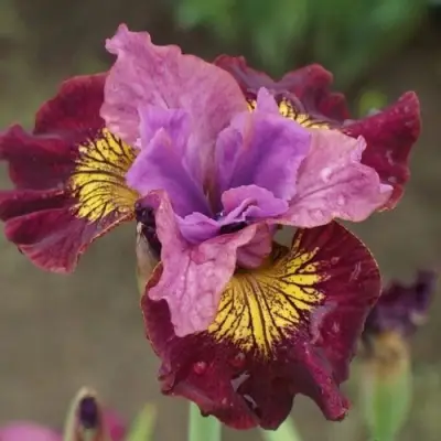 Ирис МИСС ЭППЛ сибирский в Слуцке