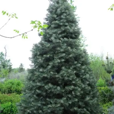 Пихта белая в Слуцке