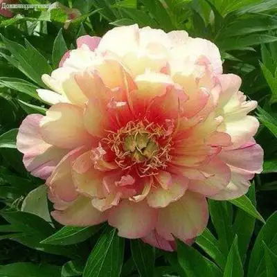 Пион ДЖУЛИЯ РОУЗ ито-гибрид в Слуцке