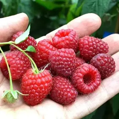 Малина ХИМБО-ТОП в Слуцке