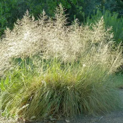 Каплесеменник воздушный в Слуцке