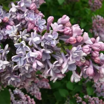 Сирень КОНДОРСЕ в Слуцке