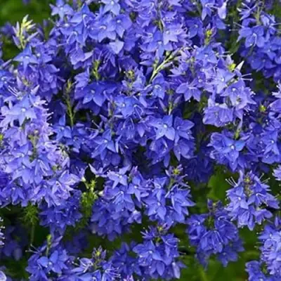 Вероника РОЯЛ БЛЮ большая в Слуцке