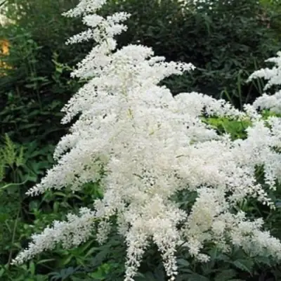 Астильба БРАУТШЛЕЙЕР Арендса в Слуцке