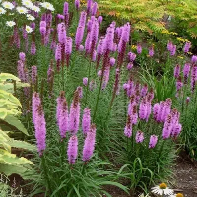 Лиатрис РОЗЕА колосковая в Слуцке
