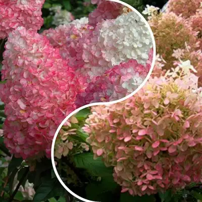 Комплект МАЛИНОВЫЙ ЗАКАТ в Слуцке