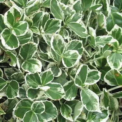 Бересклет ЭМЕРАЛЬД ГАИТИ форчуна  в Слуцке