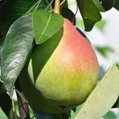 Груша ТАТЬЯНА в Слуцке