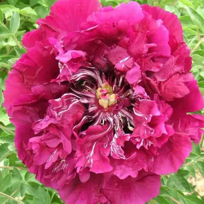 Пион ПУРПУРНЫЙ ОКЕАН древовидный в Слуцке