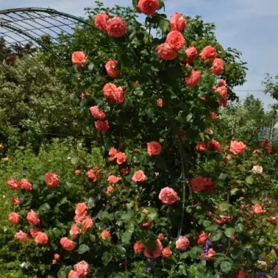 Роза ДИ ДИ БРИДЖУОТЕР плетистая в Слуцке