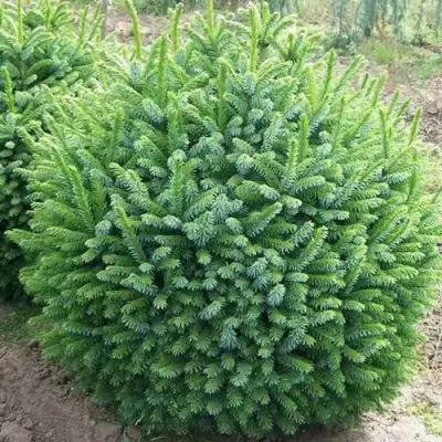 Ель НАНА сербская в Слуцке