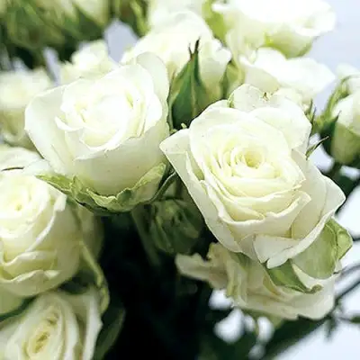 Роза СНОУФЛЕЙК спрей в Слуцке