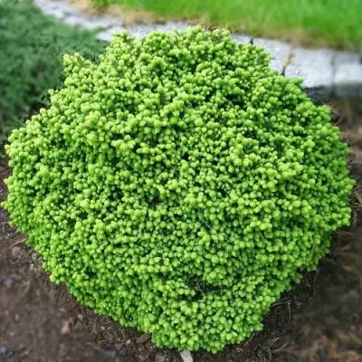 Ель ЛИТЛ ДЖЕМ обыкновенная в Слуцке