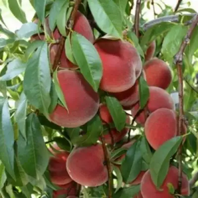 Персик ЮБИЛЕЙ СТОЛИЦЫ колонновидный в Слуцке