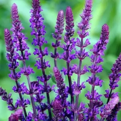 Шалфей КАРАДОНА в Слуцке