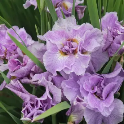 Ирис ХЭВИНГ ФАН сибирский в Слуцке